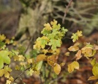 Acer campestre - Veldesdoorn - 1