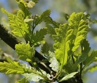 Quercus cerris - Moseik - 1