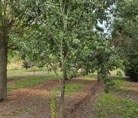 Prunus dom. 'Hauszwetsche' - Prunus dom. 'Hauszwetsche' - 3
