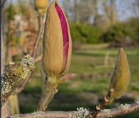 Magnolia soulangeana 'Lennei' - Beverboom - 1