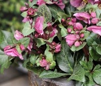 Helleborus orientalis per kist a 24 st. - Nieskruid - 3