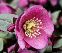 Helleborus orientalis per kist a 24 st. - Nieskruid - 2