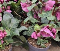Helleborus orientalis per kist a 24 st. - Nieskruid - 1