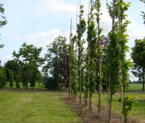Jonge bomen van de Beuk 'Dawyck Gold', zuilvormig