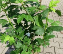 Viburnum opulus ‘Roseum’