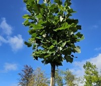 Liriodendron tulipifera 'Edward Gursztyn' - Tulpenboom 'Edward Gursztyn' - 4