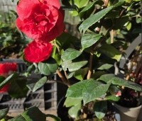 Camellia japonica 'Kramer's Supreme' - Camellia 'Kramer's Supreme' - 1