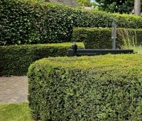 Taxus baccata - Venijnboom - 1