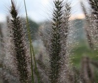 Pennisetum al. 'Halmen' uit borderpakket Zon G