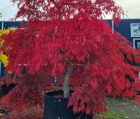 Acer palmatum 'Garnet' - Japanse esdoorn 'Garnet' - 3
