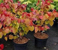 Cercis canadensis 'Eternal Flame' - Amerikaanse Judasboom 'Eternal Flame' - 1