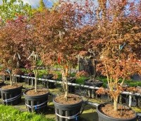 Acer palmatum 'Trompenburg' - Japanse Esdoorn 'Trompenburg' - 3