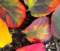 Fothergilla major - Lampepoetserstruik major - herfstkleuren