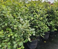 Fothergilla major - Lampepoetserstruik major - 2