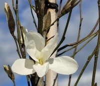 Magnolia 'Wada's Memory' - Magnolia 'Wada's Memory' - 6