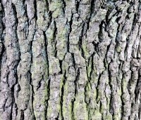 Quercus robur - Zomereik - 5