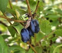 Lonicera caerulea 'Kamtschatica' - Honingbes 'Kamtschatica' - 3 juni