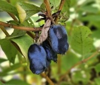 Lonicera caerulea 'Kamtschatica' - Honingbes 'Kamtschatica' - 2
