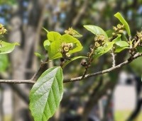 Sycoparrotia semidecidua - Schijnparrotia - juni 2025