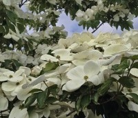 Cornus kousa 'Venus' - Japanse grootbloemige kornoelje ‘Venus' - 1