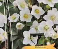 Helleborus niger - Kerstroos - CULTIVAR Helleborus niger 'Preacox' op aanvraag