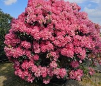 Rhododendron Yakushimanum 'Sonatine' - Rododendron 'Sonatine' - 2