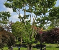 Heptacodium miconioides - Zevenzonenboom - 1