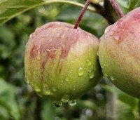 Malus dom. 'Gloster' - Malus dom. 'Gloster' - 2