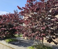 Cercis canadensis 'Forest Pansy' - Amerikaanse judasboom - 1