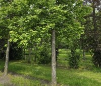 Liquidambar formosana var. monticola - Taiwanese amberboom - 5