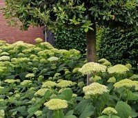 Hydrangea arb. 'Incrediball Strong Annabelle'  - Hortensia 'Incrediball Strong Annabelle' - 2