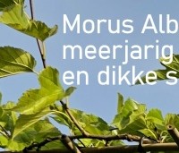 Morus alba - Moerbei - 1