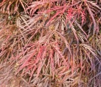 Acer palmatum 'Dragon Fire' - Japanse Esdoorn Dragon Fire - 2