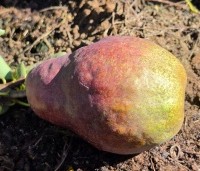 Pyrus com. 'Williams' - Pyrus com. 'Williams' - 4