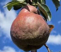 Pyrus com. 'Williams' - Pyrus com. 'Williams' - 3