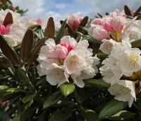 Rhododendron yakushimanum 'Hydon Velvet' - Japanse Rhododendron 'Hydon Velvet' - 3