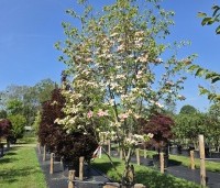Cornus 'Norman Hadden' - Japanse grootbloemige kornoelje 'Norman Hadden' - juli 2026 laatste bloeifase