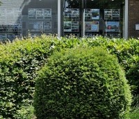 Taxus baccata - Venijnboom - 1