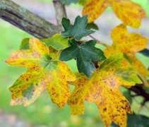 Acer campestre