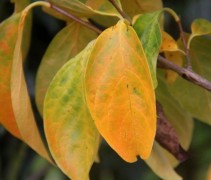 Diospyros Kaki