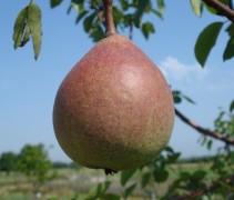 Pyrus communis 'Saint Remy'  stoofpeer