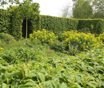 Sfeerbeeld met vakbeplanting voor een haag met geel Duizendblad