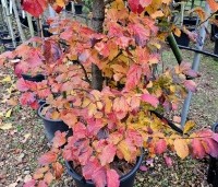 Parrotia persica 'Cherry Tips' - Perzisch IJzerhout 'Cherry Tips' - 6