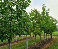 Juglans regia 'Bella Maria' - Walnoot 'Bella Maria' - 1