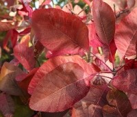 Cotinus dummeri Grace - Pruikenboom - 3