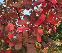 Cotinus dummeri Grace - Pruikenboom - 2