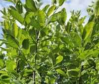 Amelanchier alnifolia 'Obelisk' - Krentenboompje 'Obelisk' - 1