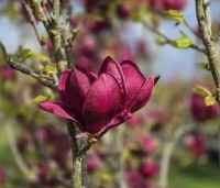 Magnolia 'Genié' - Magnolia 'Genié' - bloeit in april