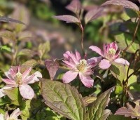 Clematis montana 'Marjorie' - Bosrank 'Marjorie' - 1