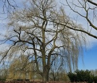 Salix sepulcralis 'Chrysocoma' - Treurwilg - 1